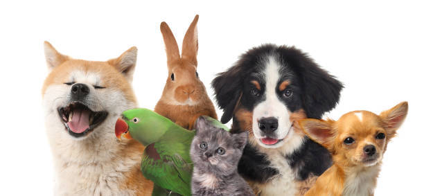 Taylor Family Y: Animal Rescue Donation Drive